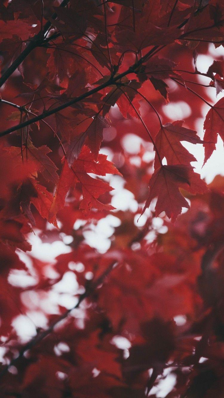 750x1334 Download 750x1334 Red Leaves, Autumn, Fall Wallpaper