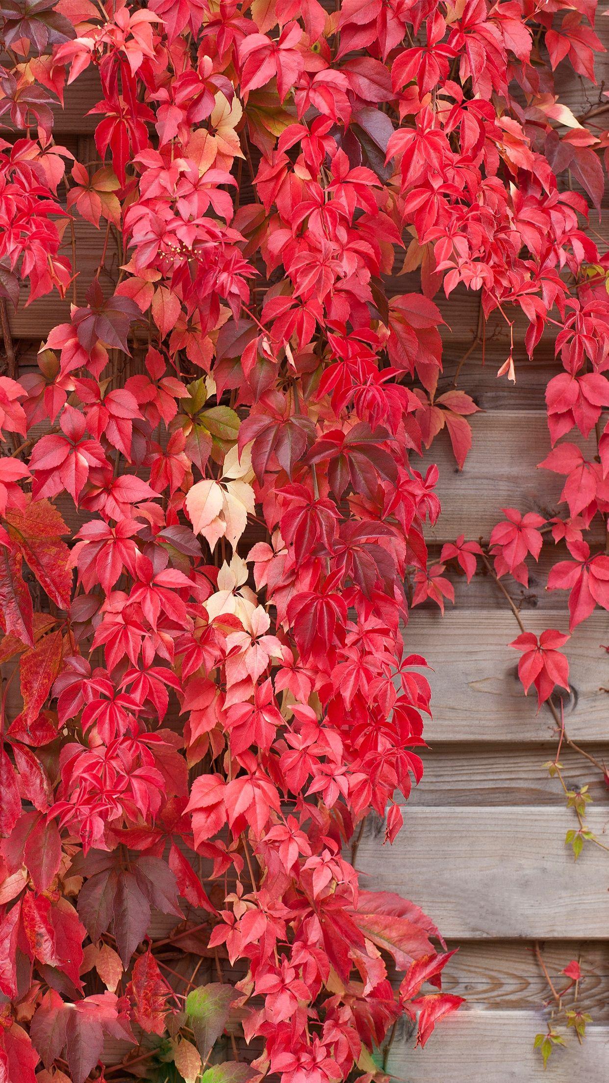 Red Leaf iPhone Wallpapers Top Free Red Leaf iPhone Backgrounds