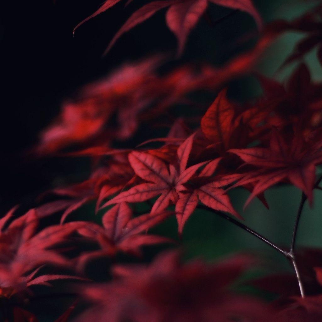 Red Maple Wallpapers - Top Free Red Maple Backgrounds - WallpaperAccess
