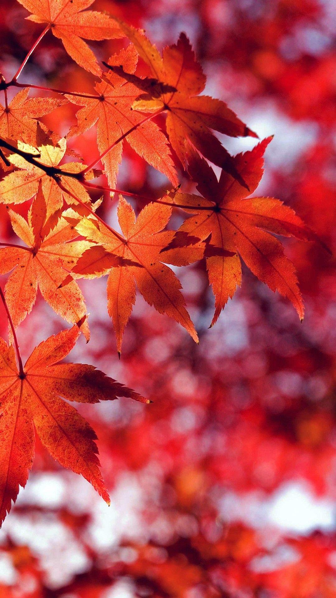 Red Leaf iPhone Wallpapers - Top Free