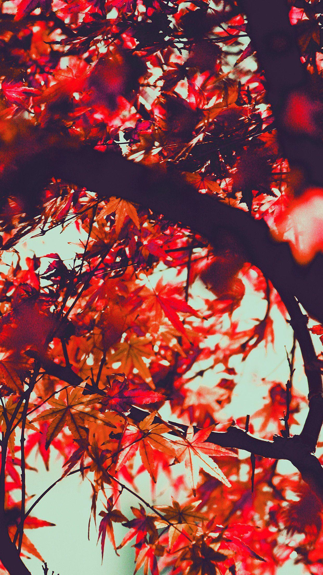 Red Leaf iPhone Wallpapers Top Free Red Leaf iPhone Backgrounds