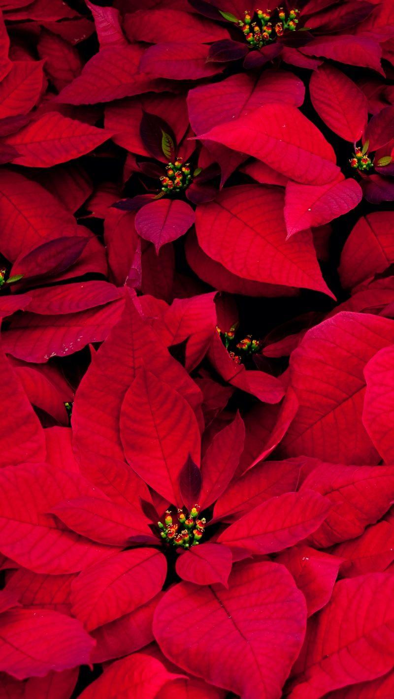 Red Leaf iPhone Wallpapers Top Free Red Leaf iPhone Backgrounds