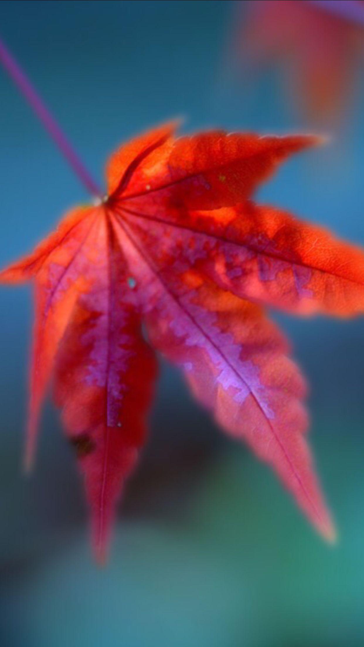 Download wallpaper 750x1334 maple leaf, red, close up, iphone 7, iphone 8,  750x1334 hd background, 24347