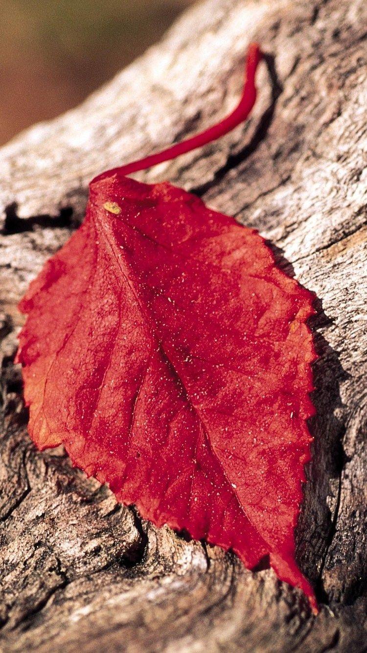 Red Leaf iPhone Wallpapers Top Free Red Leaf iPhone Backgrounds