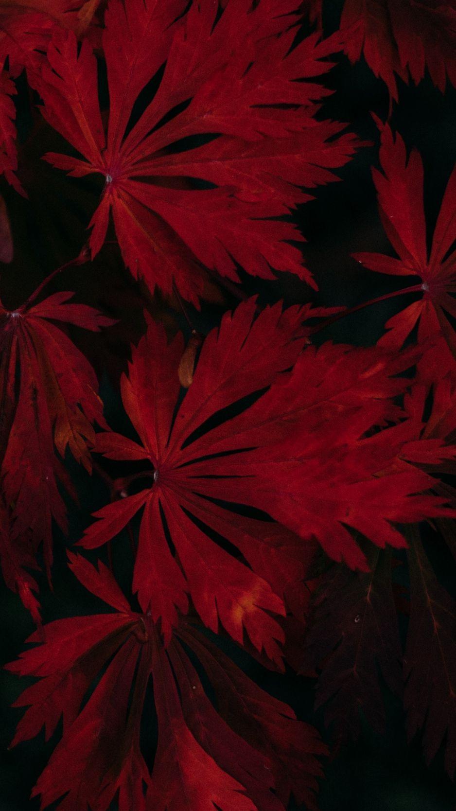 938x1668 Download wallpaper 938x1668 leaves, red, black, dark, plant