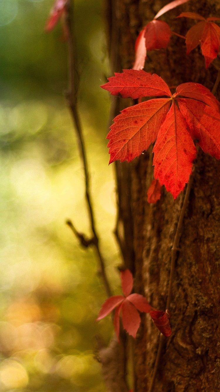 Download wallpaper 750x1334 maple leaf, red, close up, iphone 7, iphone 8,  750x1334 hd background, 24347