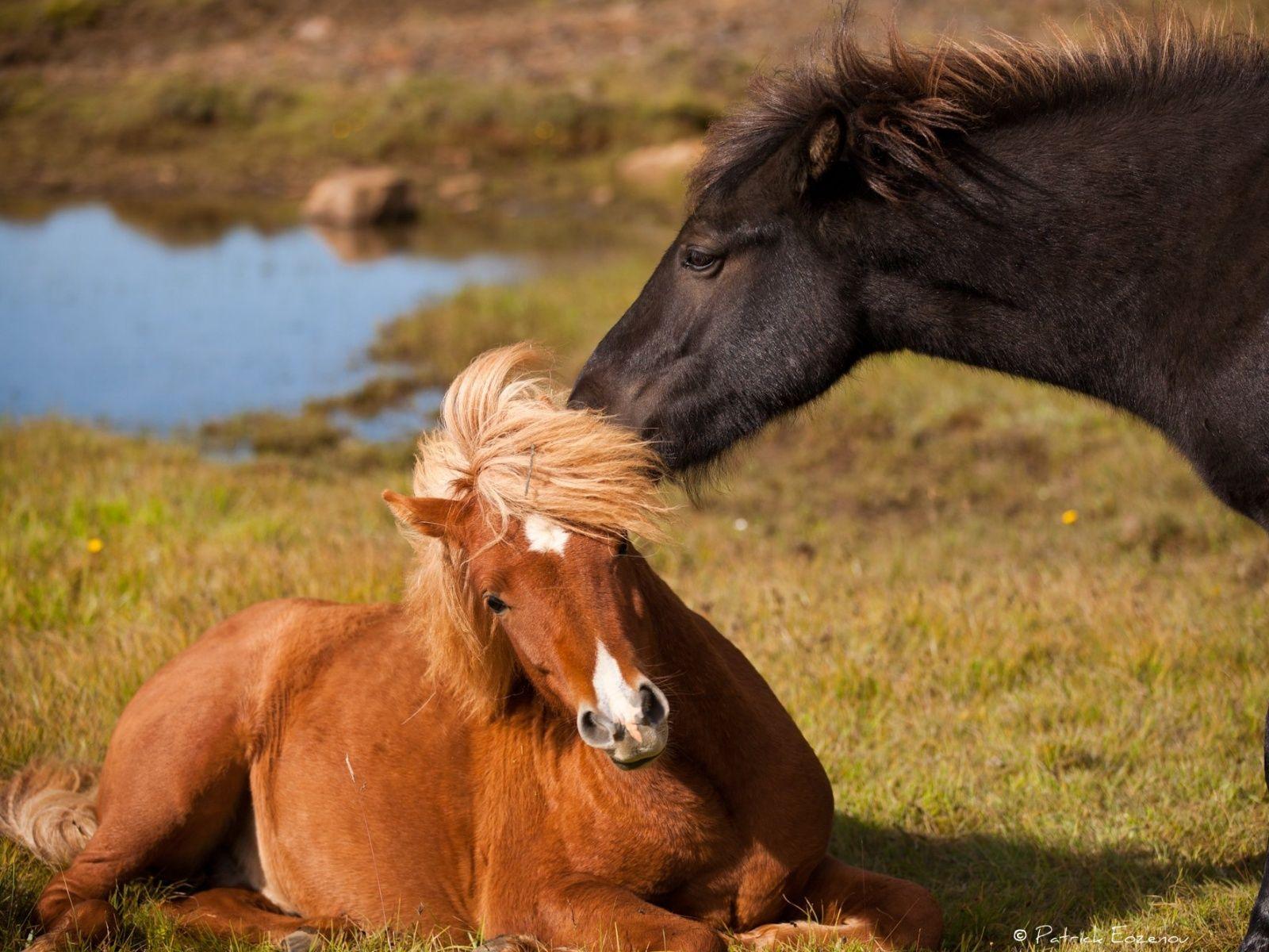 1600x1200 Iceland Horses Wallpaperx1200