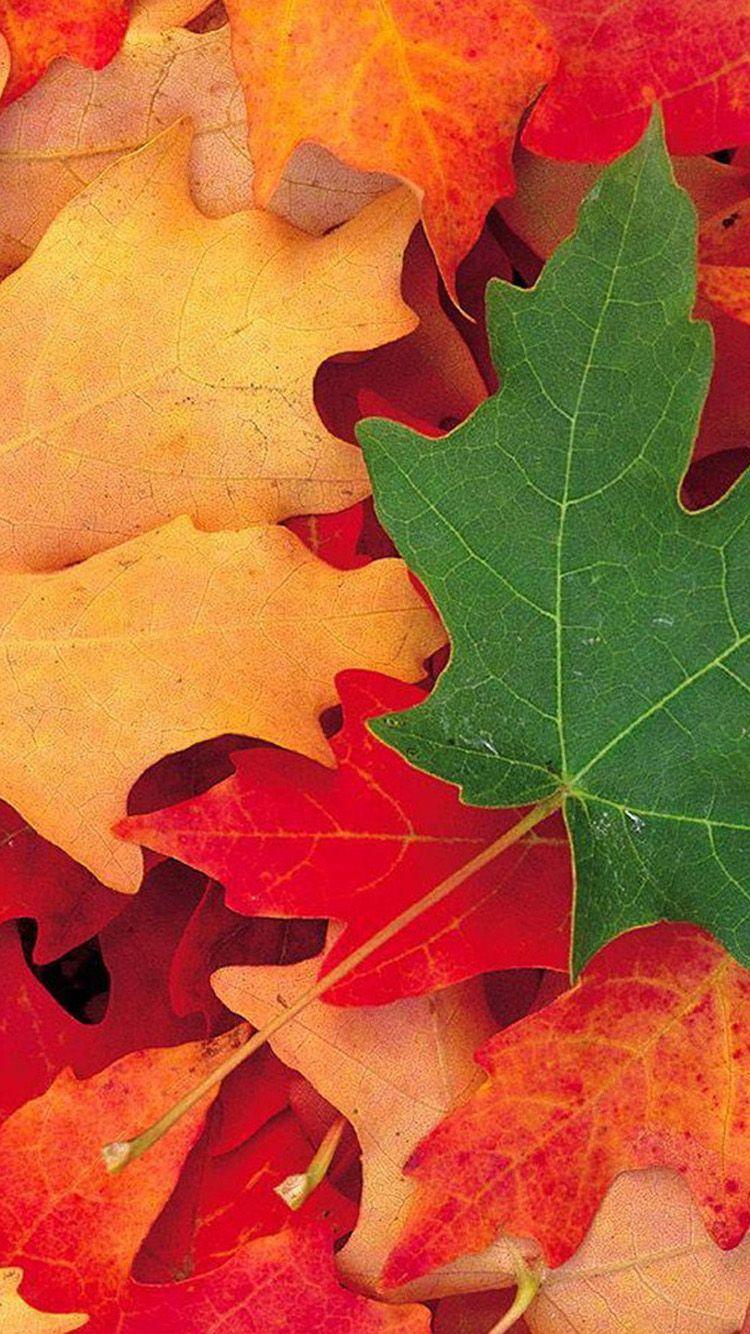 Red Leaf iPhone Wallpapers - Top Free Red Leaf iPhone Backgrounds ...