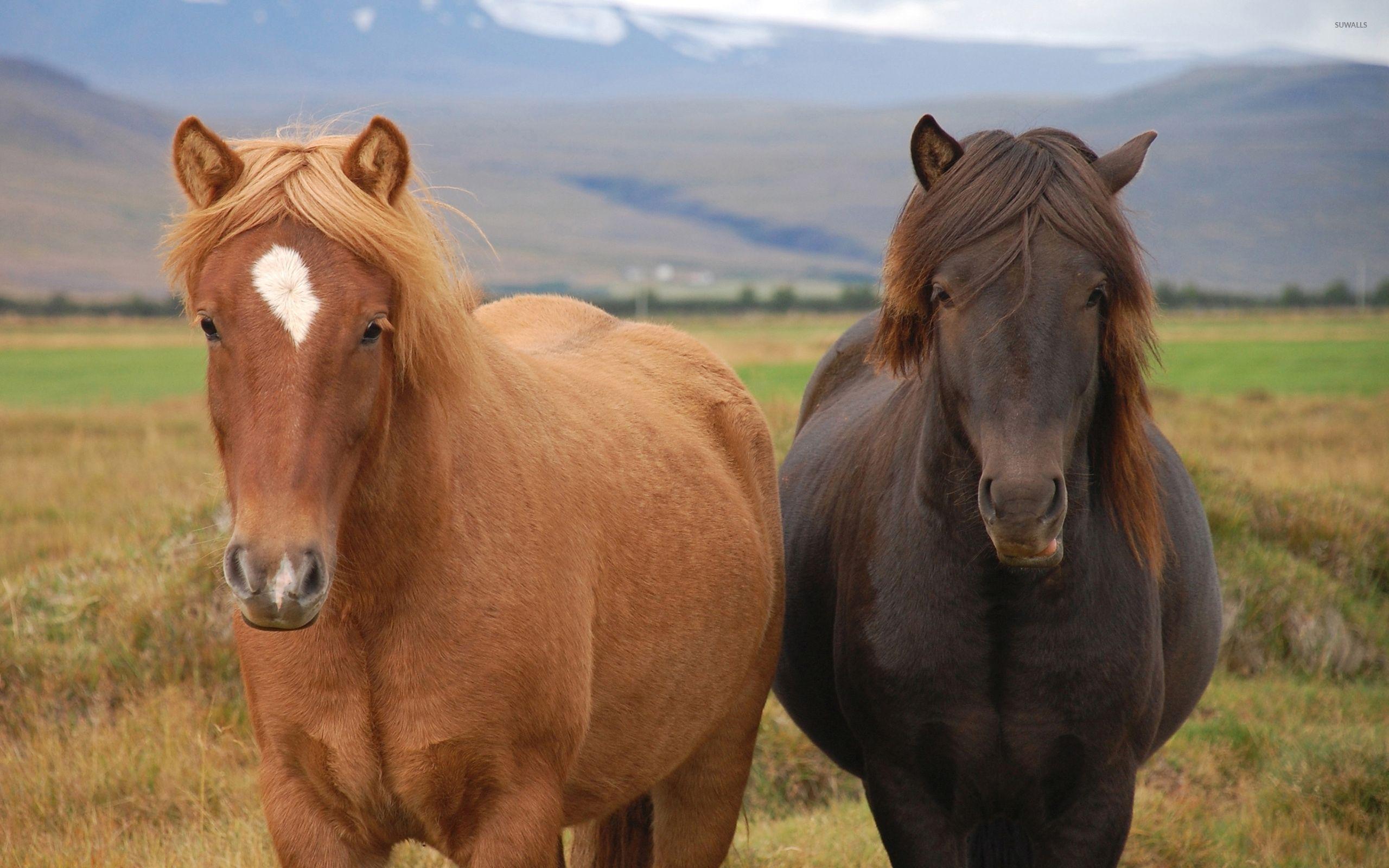 2560x1600 Icelandic horses wallpaper wallpaper