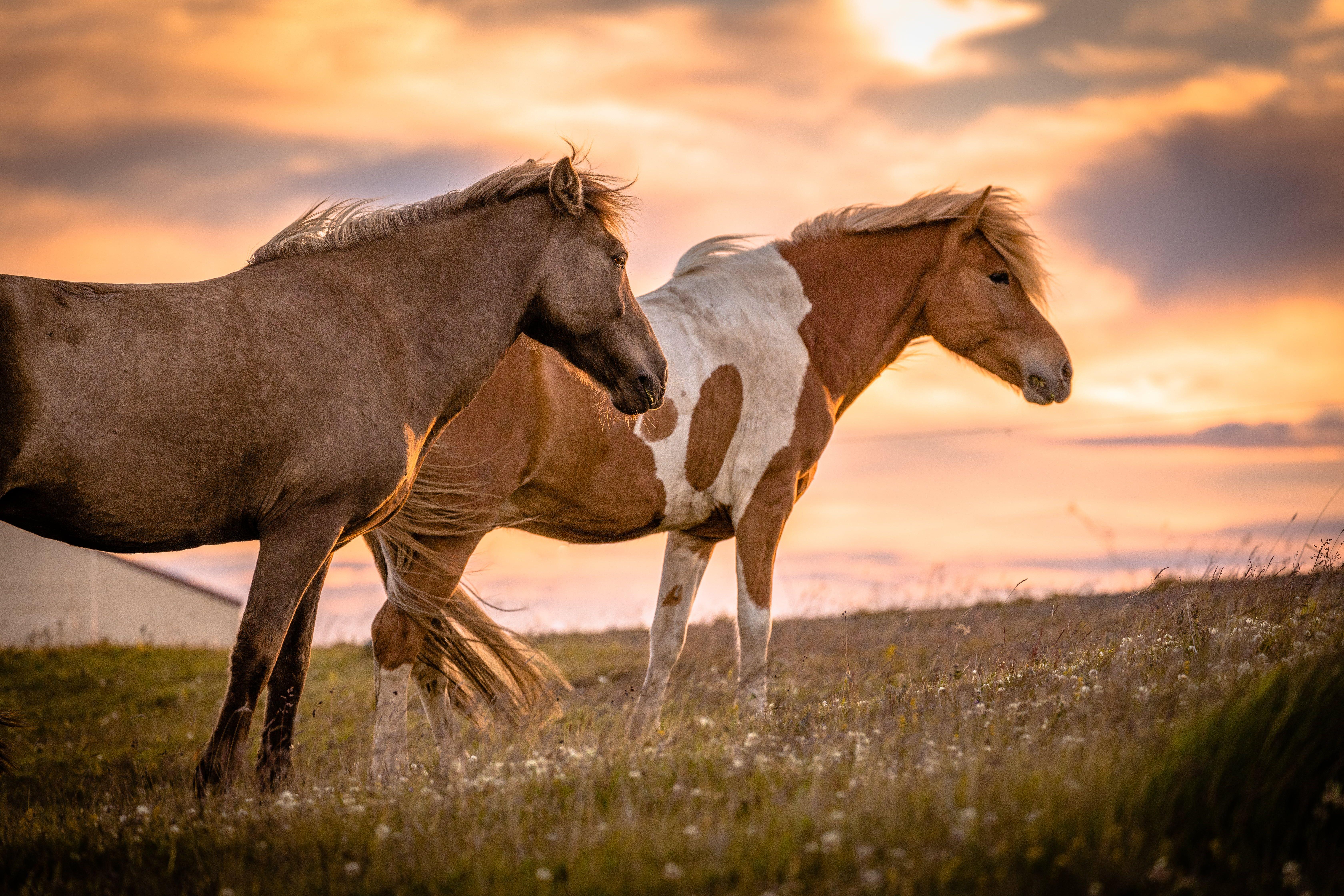 6720x4480 Two brown horse on grass field under orange sky, icelandic