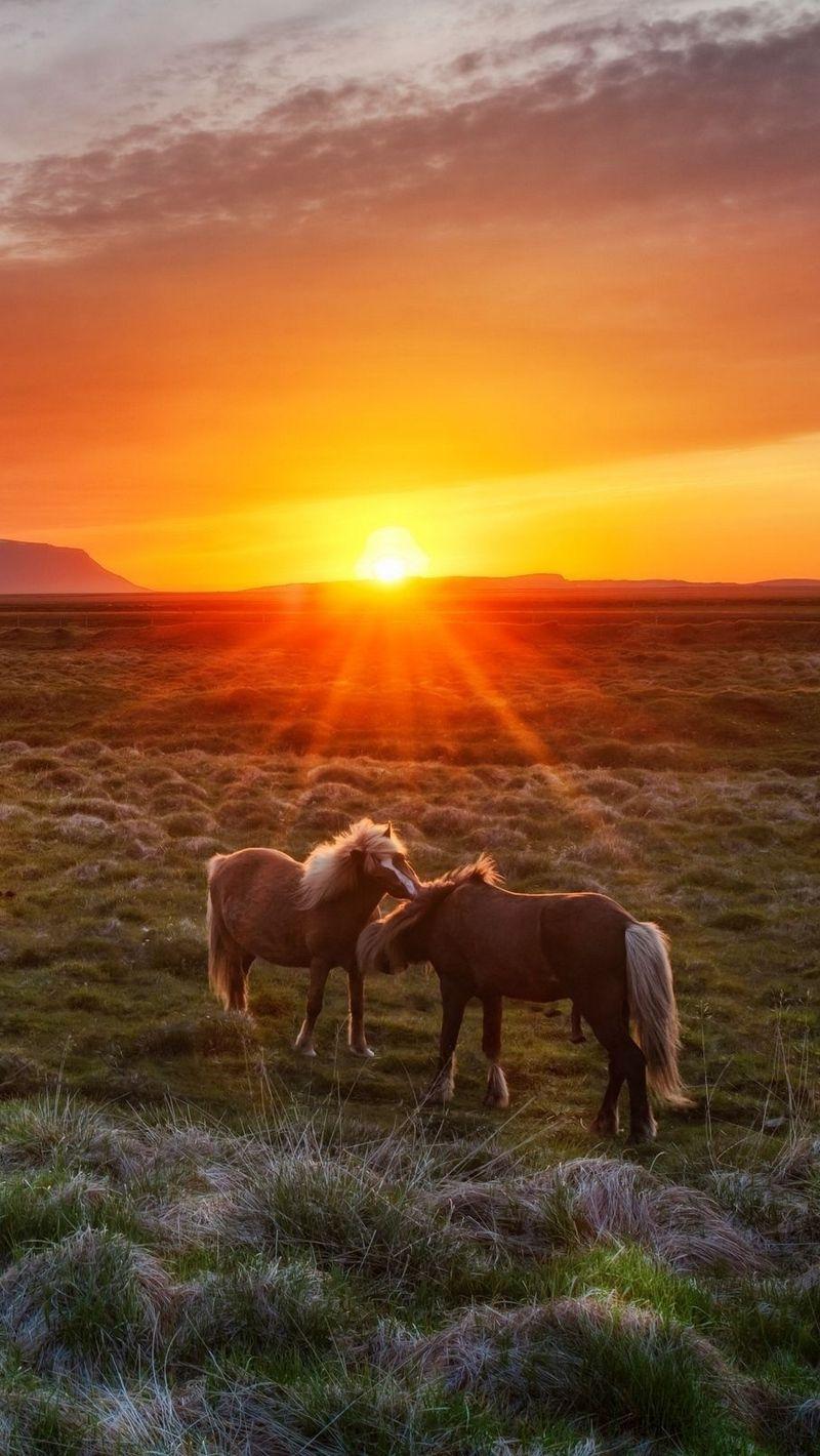 800x1420 Wallpaper Iceland, Landscape, Sunset, Foals, Horses