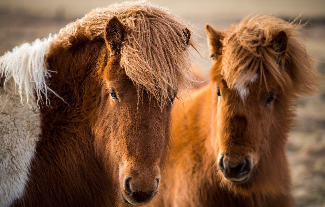 1332x850 Wallpaper nature, horses, Icelandic horses image