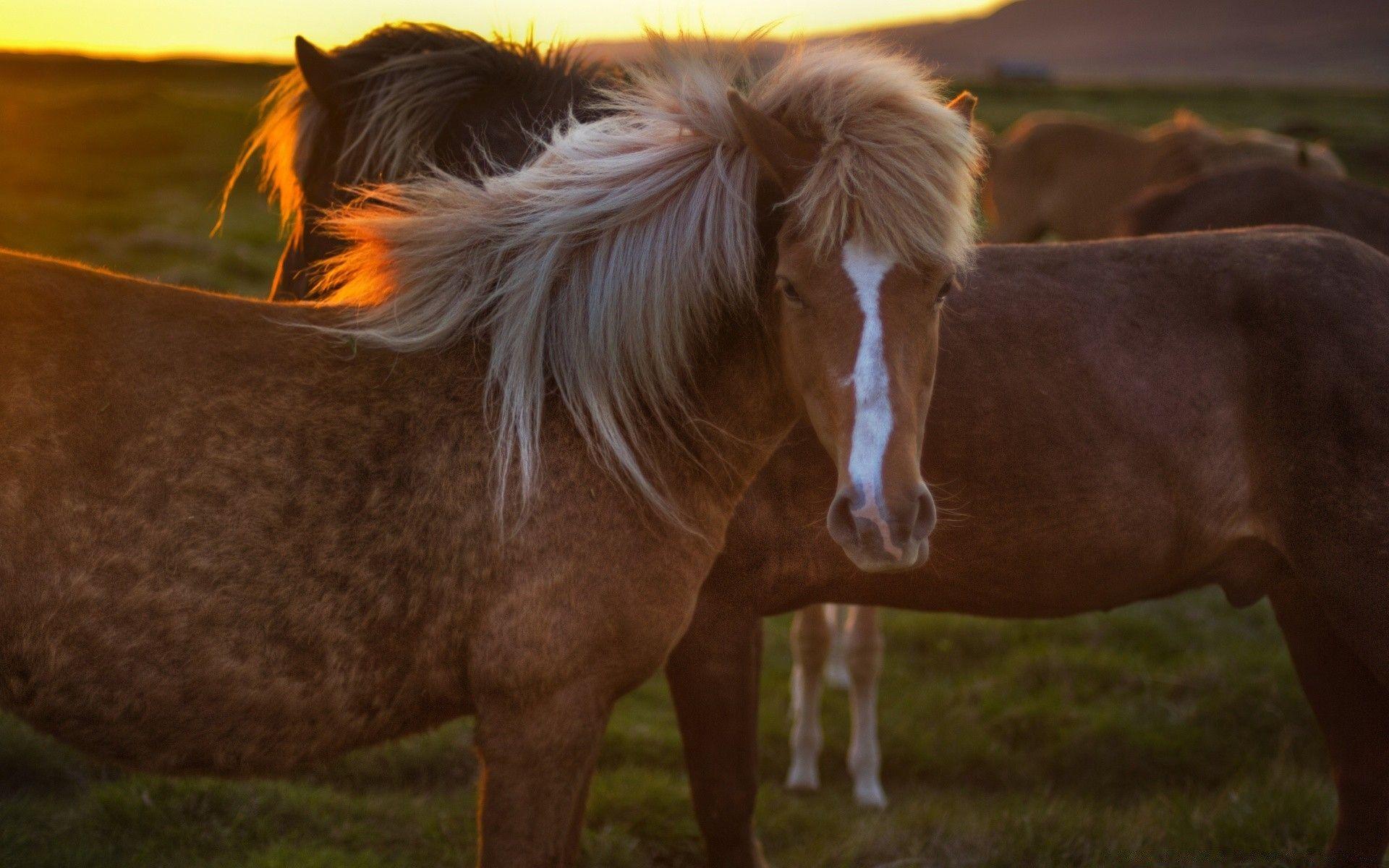 1920x1200 Horses In Iceland