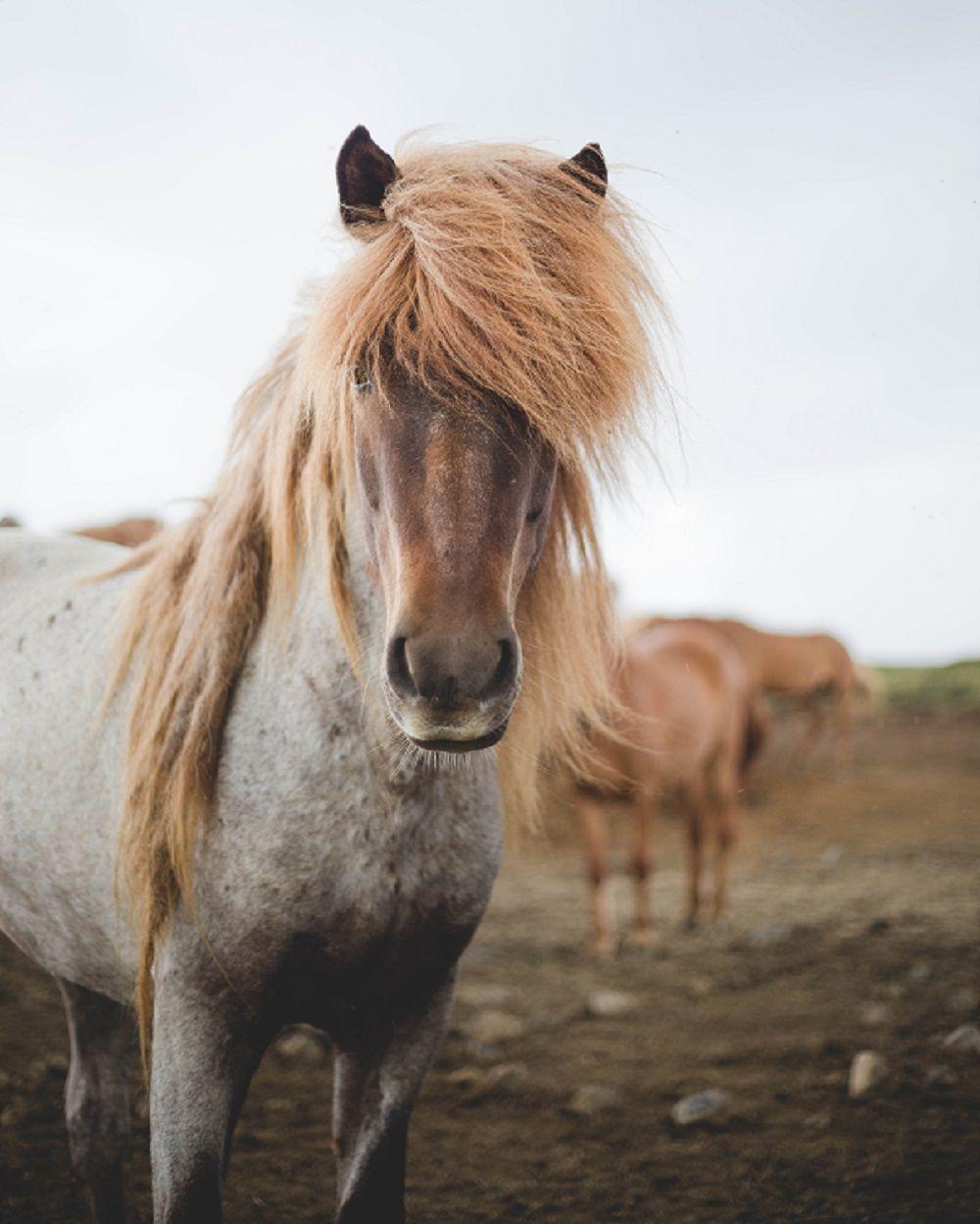 1000x1248 horsesoficeland #icelandichorse #iceland #islandpferd