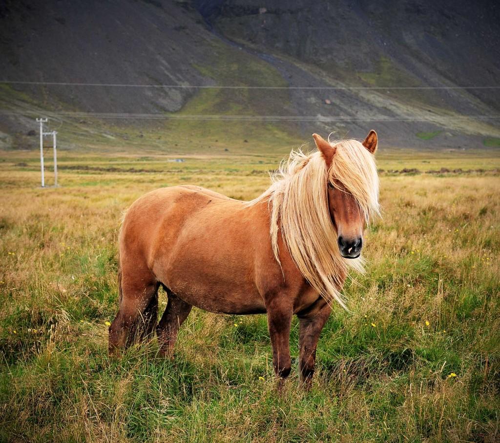 1024x907 Iceland Culture. The Icelandic Horse Harster