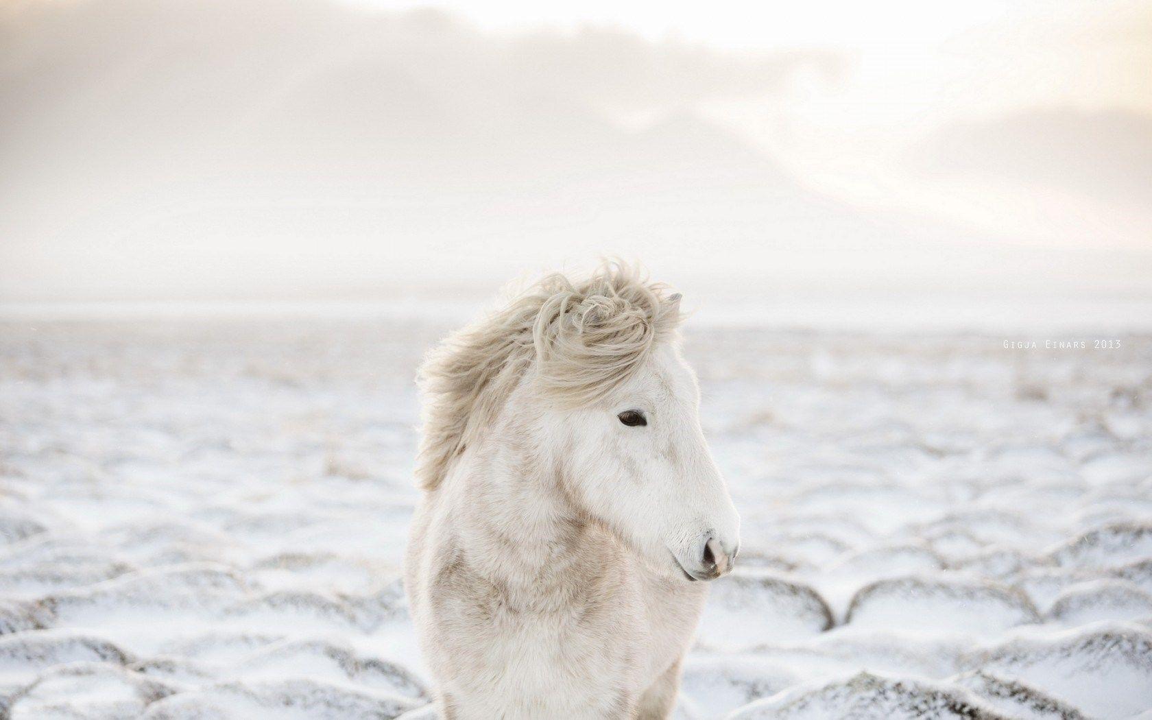 1680x1050 Horses In The Snow Wallpaper
