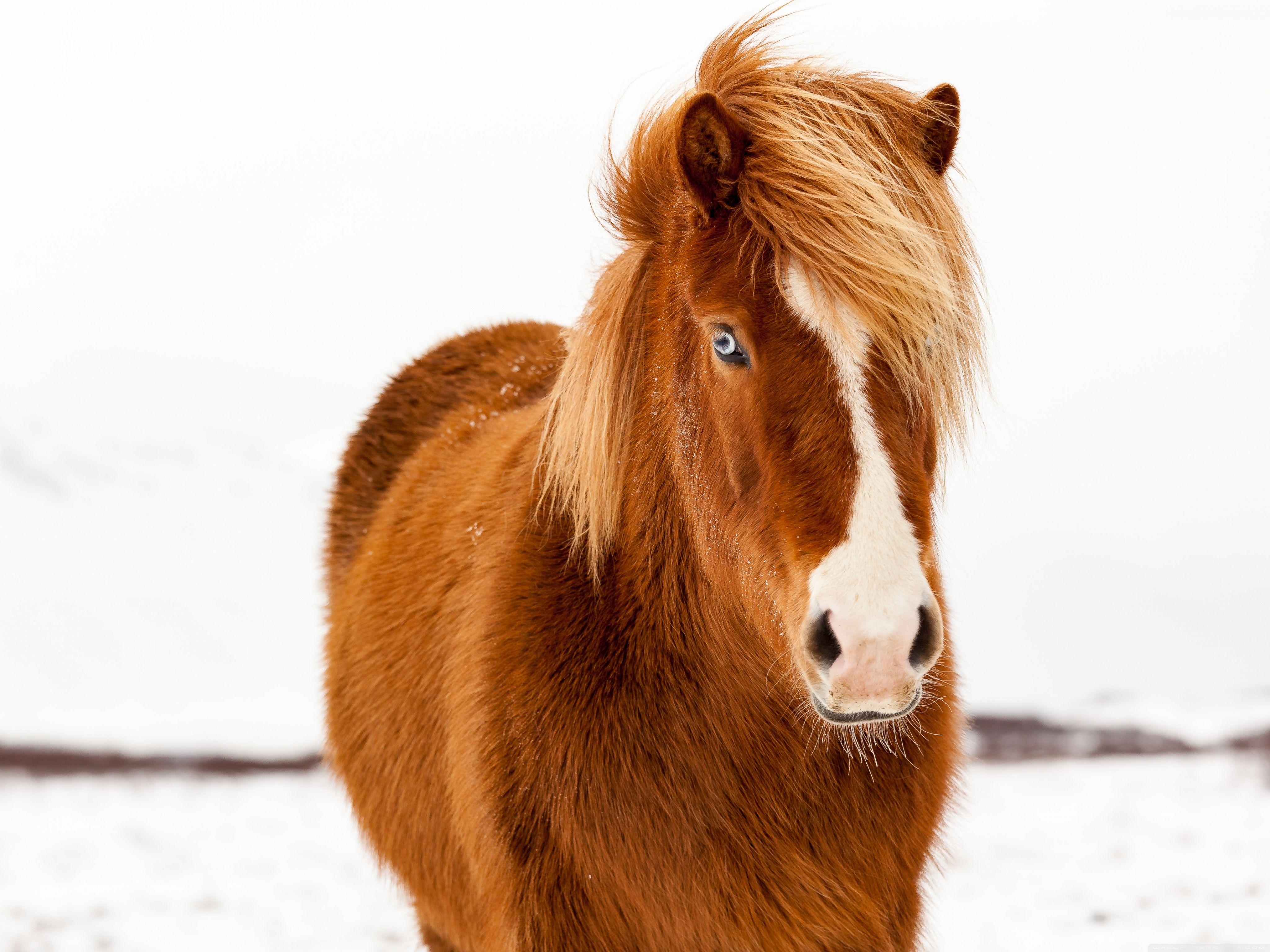 4096x3072 Icelandic Horse, Winter ❤ 4K HD Desktop Wallpaper for 4K