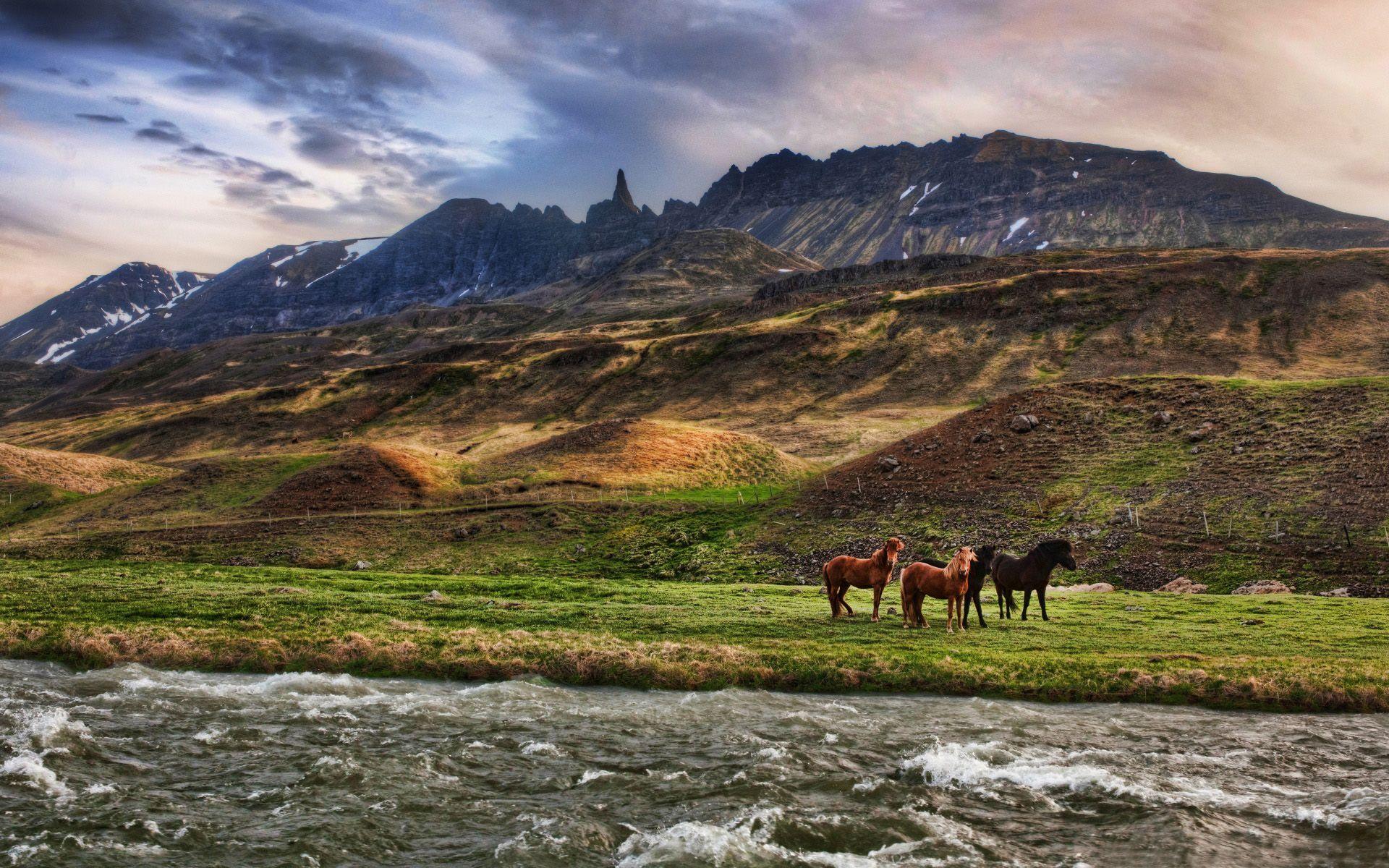 1920x1200 The Icelandic Horse HD Wallpaper 2016- etcfn.com. Nature