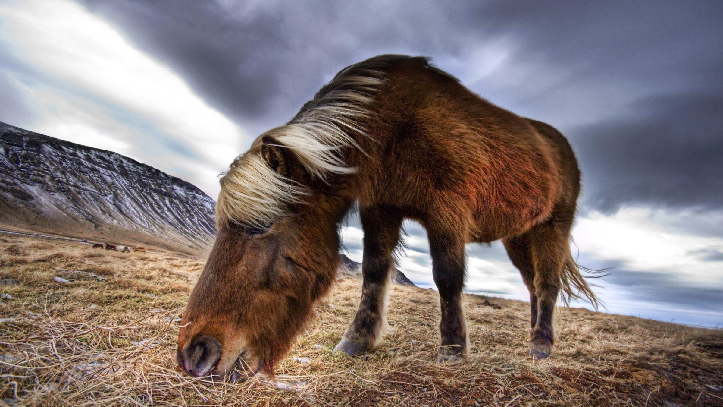 2400x1350 An Icelandic Horse in the Wild widescreen wallpaper. Wide