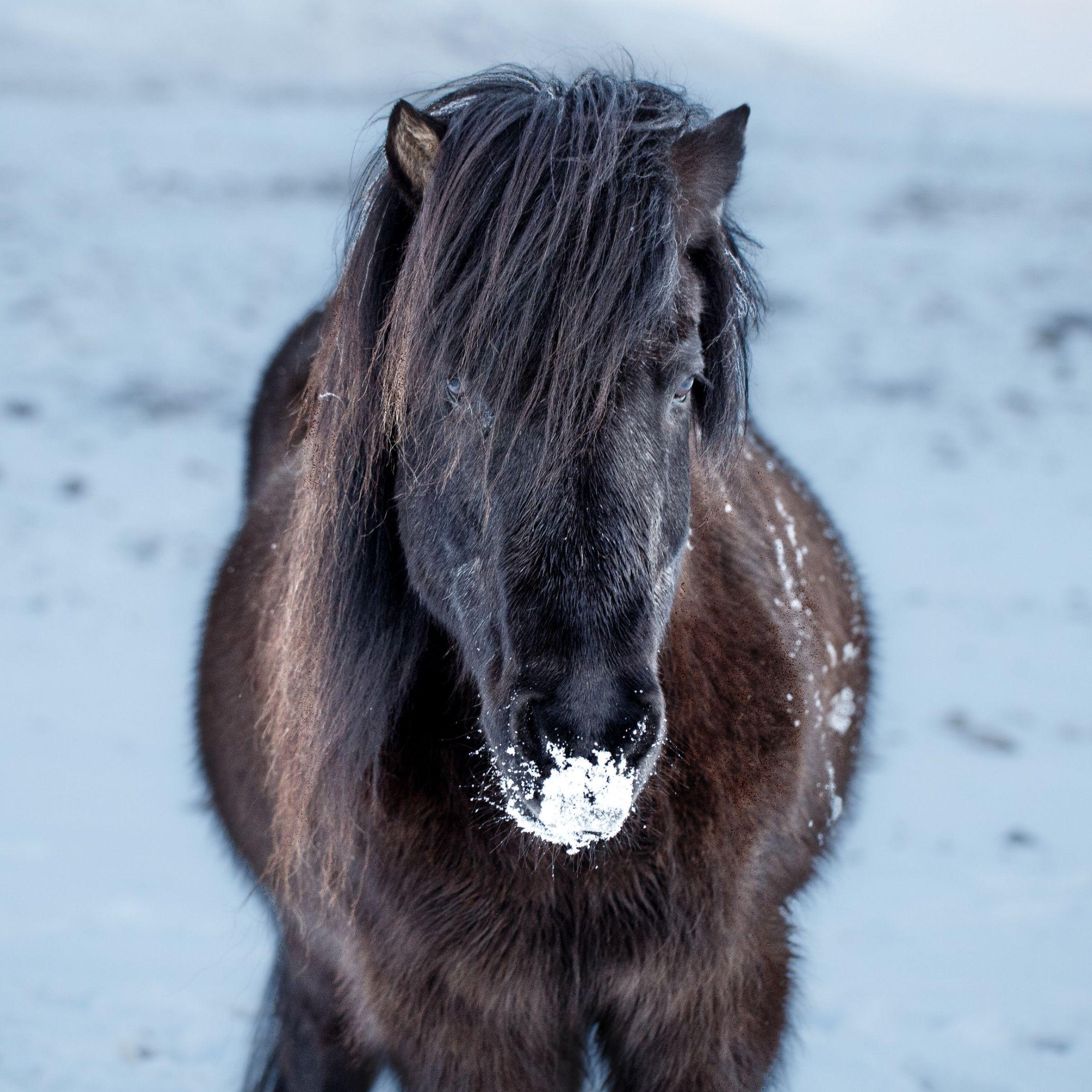 2224x2224 Download wallpaper: Icelandic horse 2224x2224
