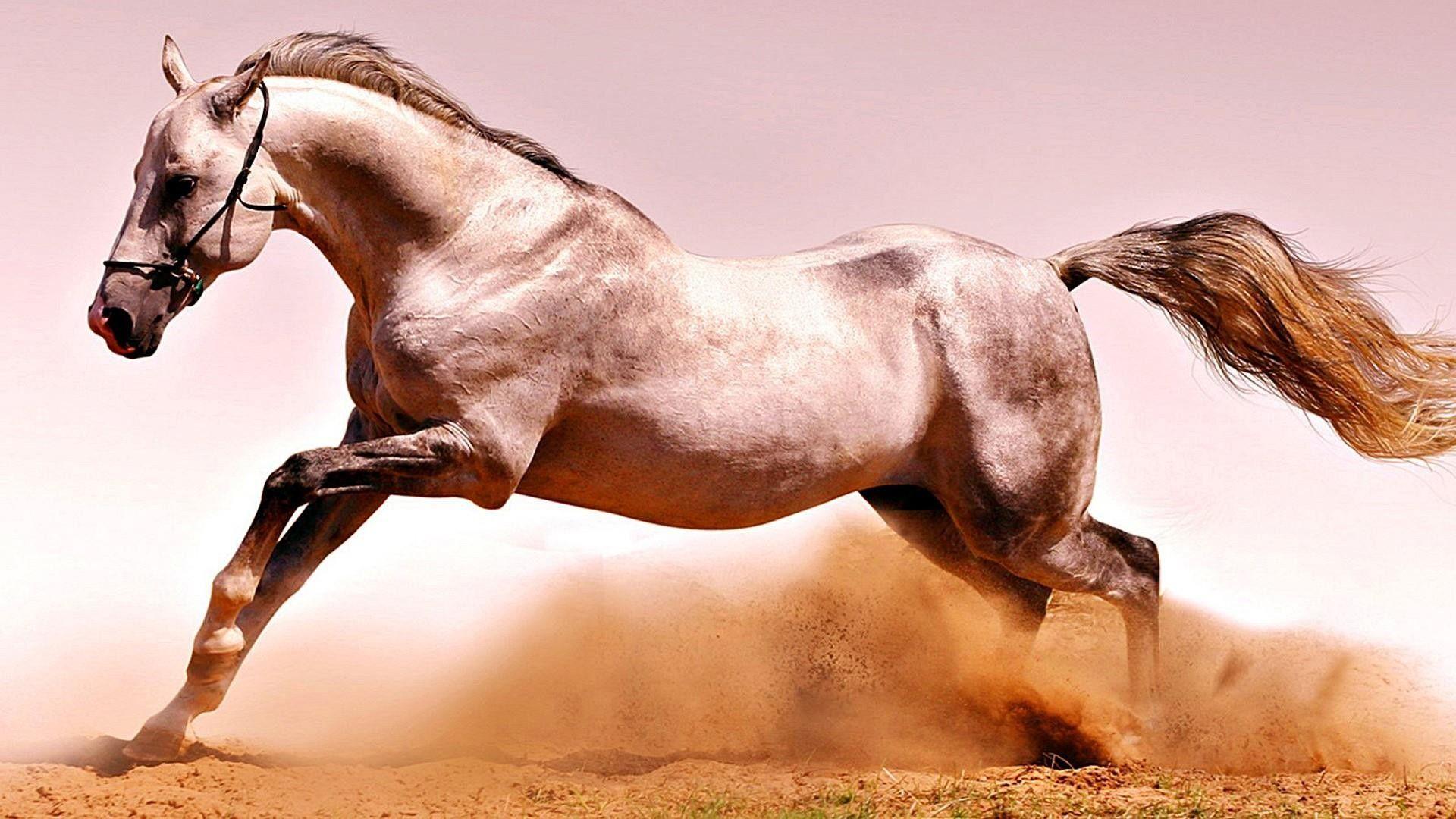 1920x1080 Winter Horse Wallpaper