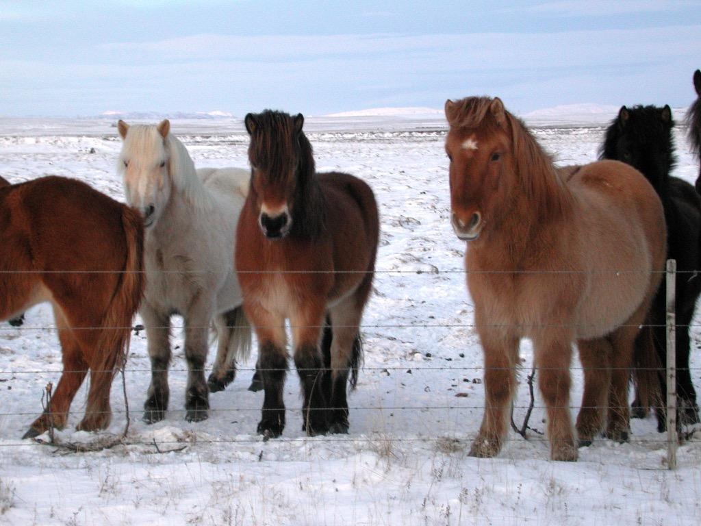 1024x768 Icelandic Horse Wallpaper for Android