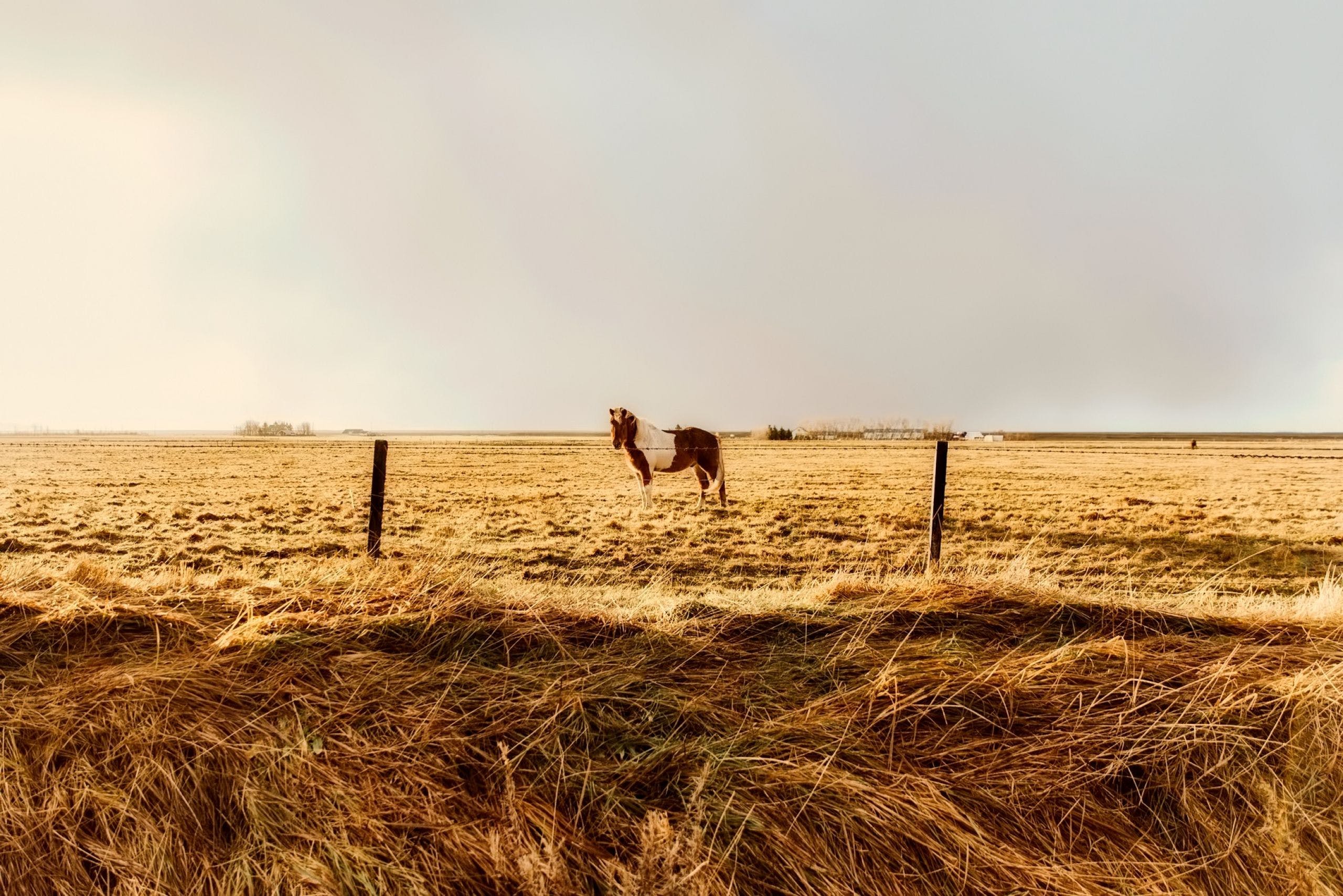 2560x1708 Icelandic horse wallpaper · Picture · Free
