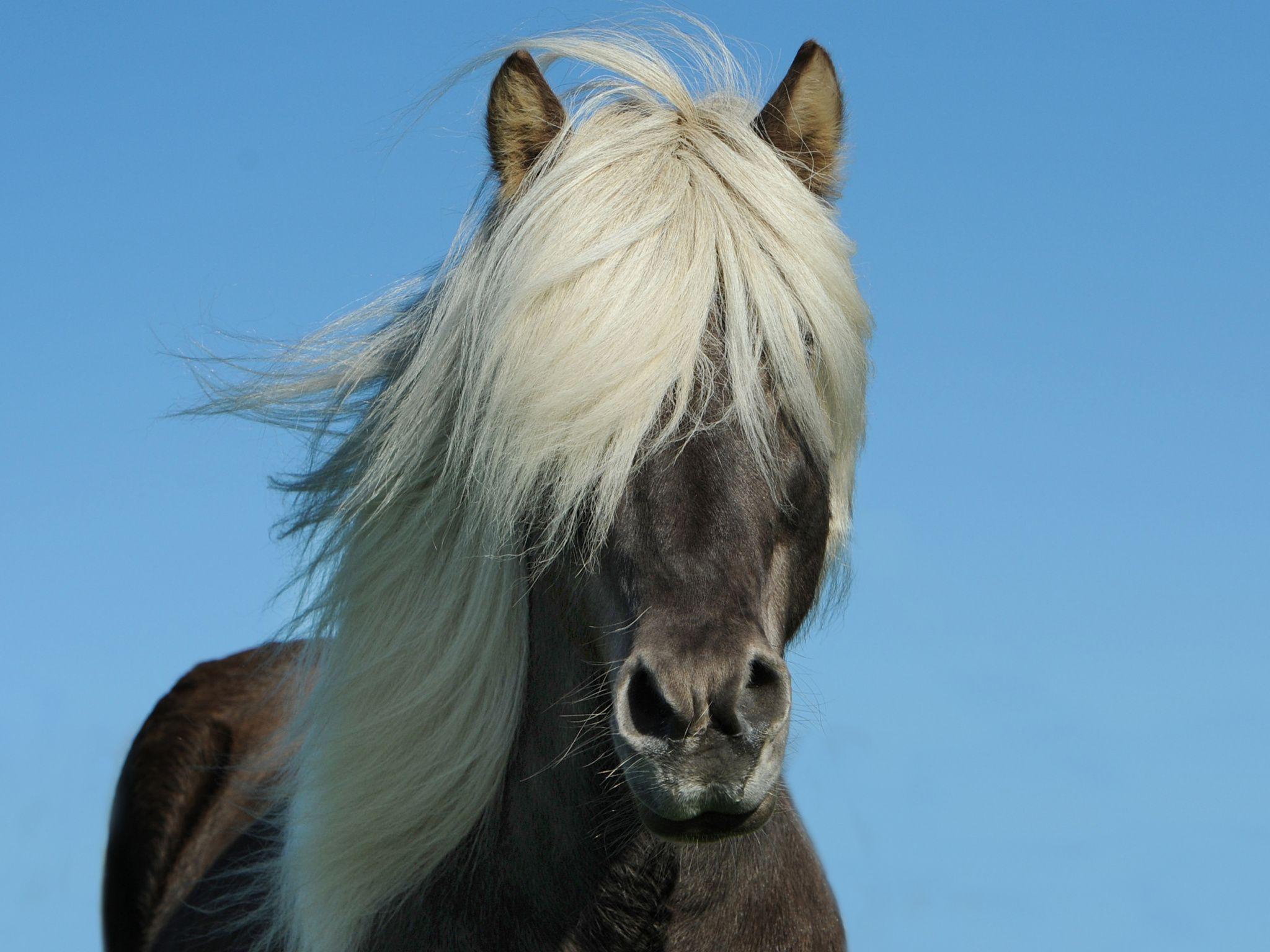 2048x1536 Pony, Missouri Fox Trotter, Horse Gait, Fauna, Icelandic