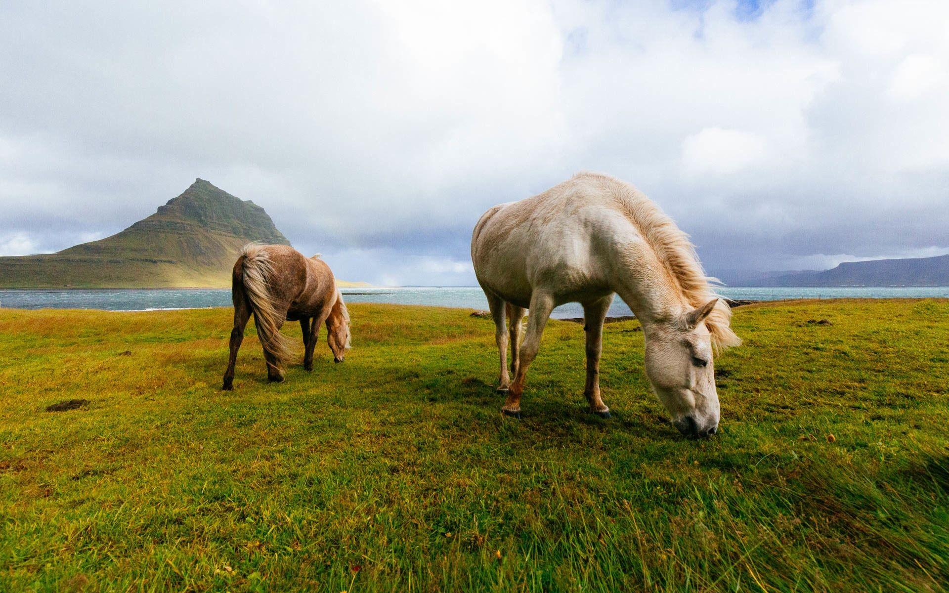 1920x1200 Download wallpaper Icelandic Horse, wildlife, horses