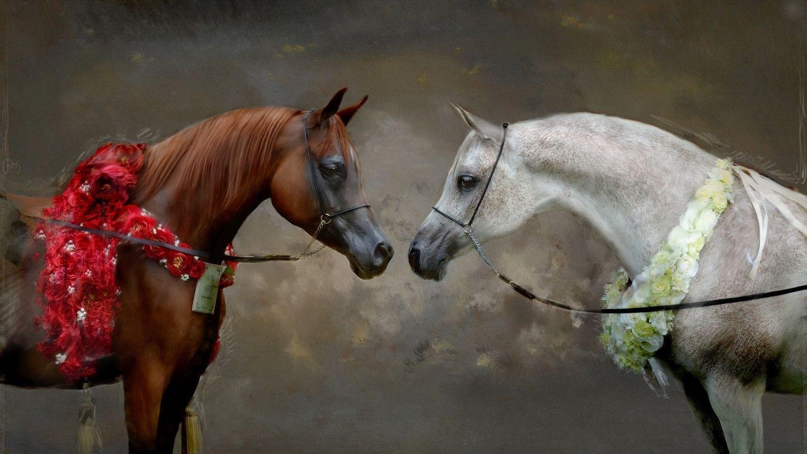 1600x900 Horse Wallpaper