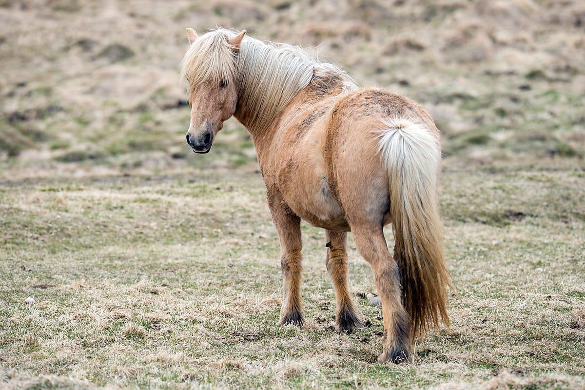 1200x800 Icelandic Horse Wallpaper The Galleries of HD Wallpaper