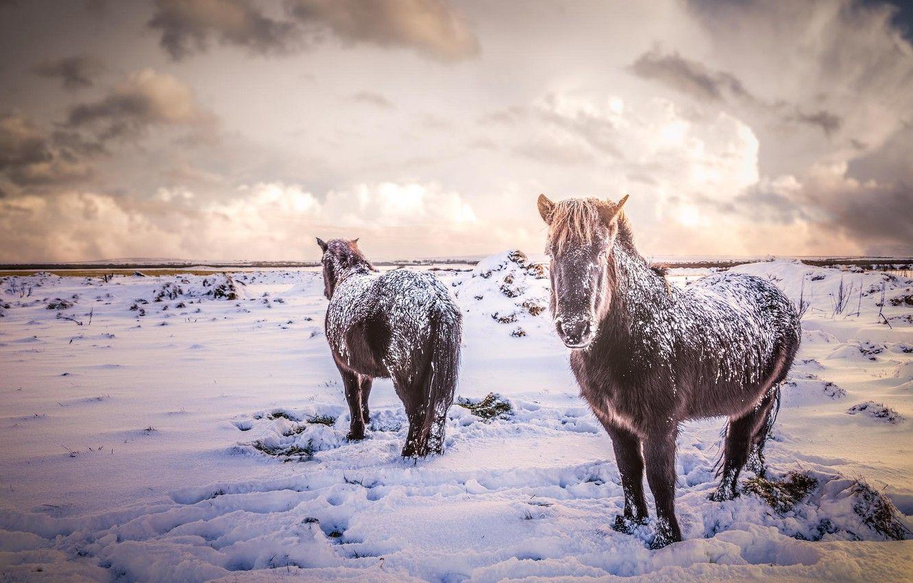 1332x850 Wallpaper winter, field, animals, snow, nature, horses