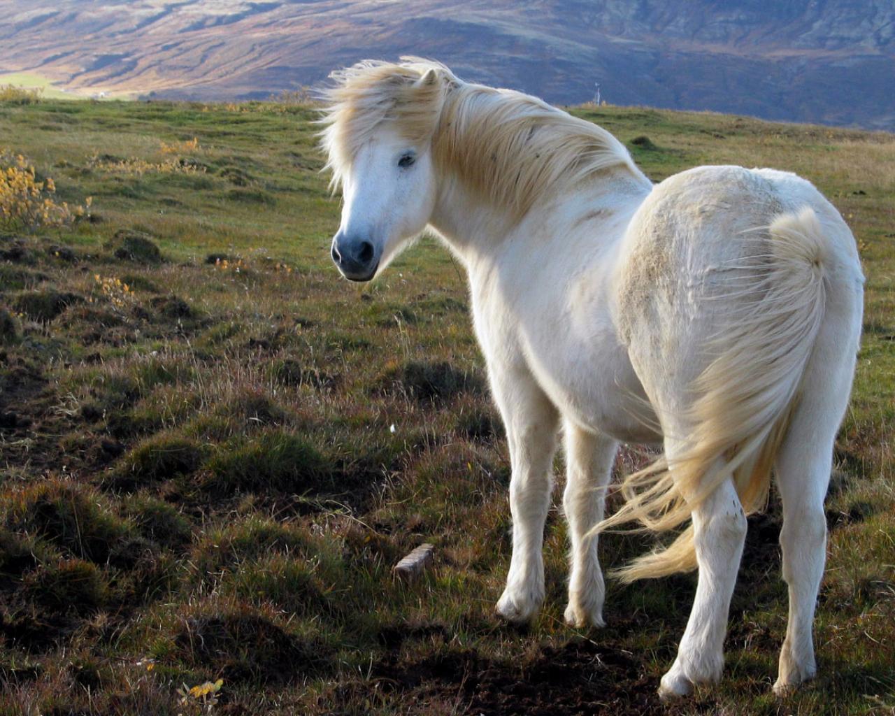 Iceland Horse Wallpapers Top Free Iceland Horse Backgrounds