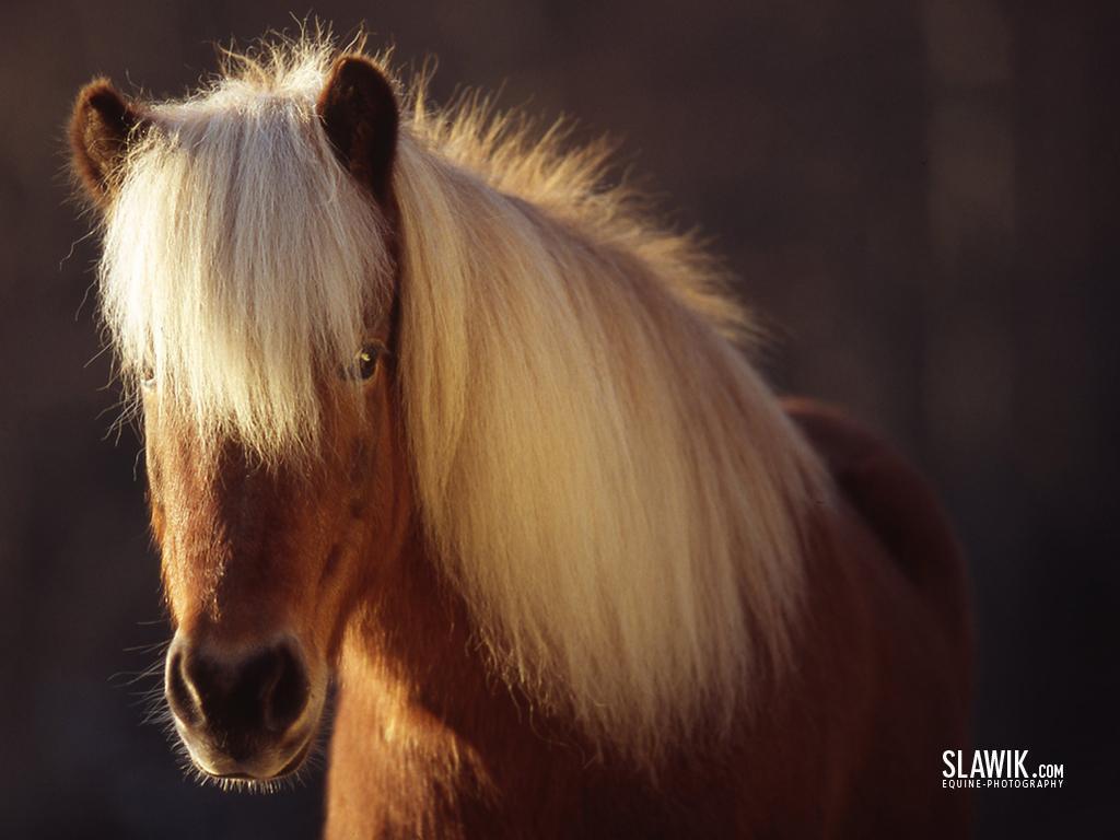 1024x768 Slawik horse wallpaper