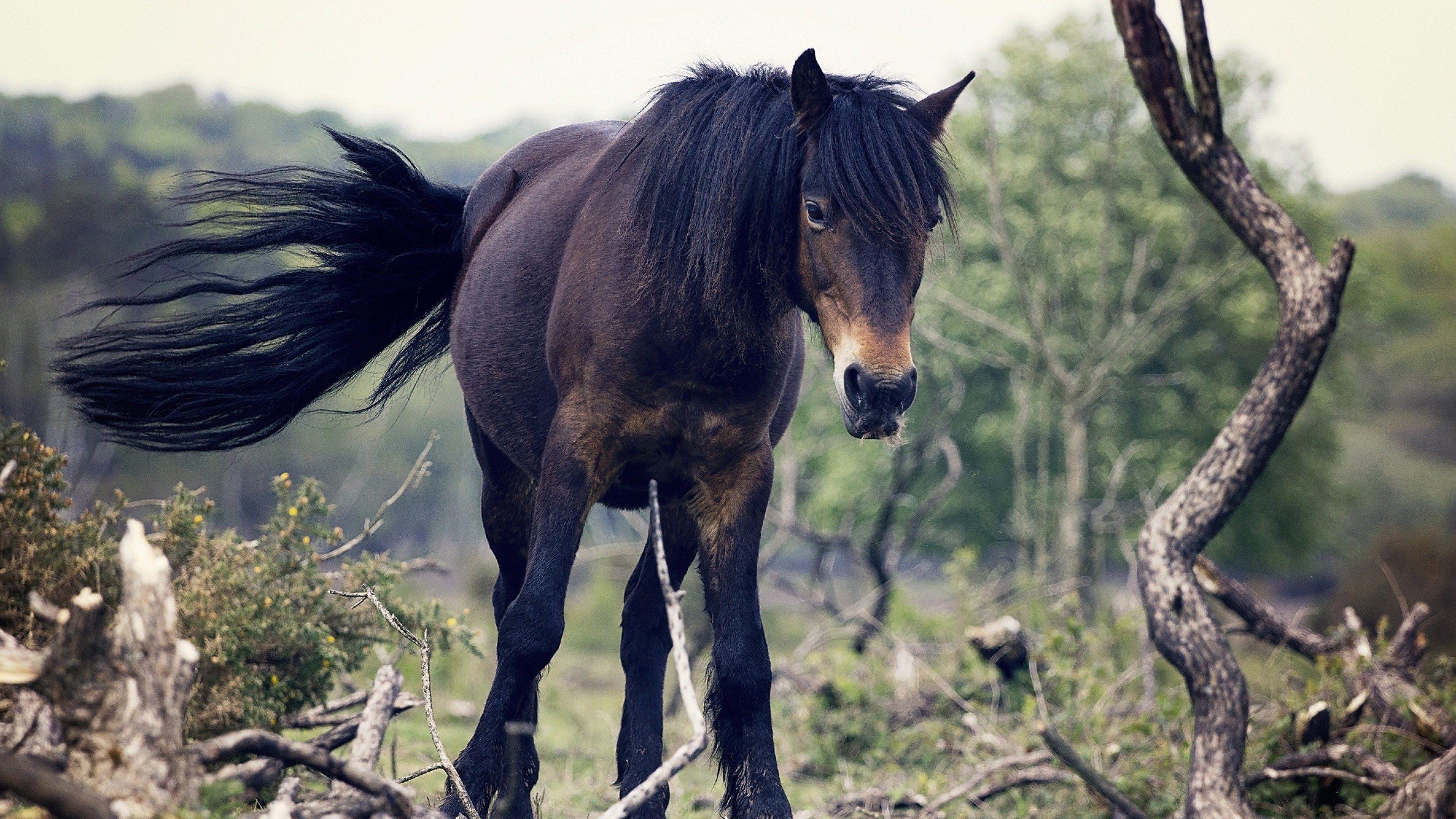 3840x2160 icelandic horses, Tree bark, Animals, Nature, Landscape