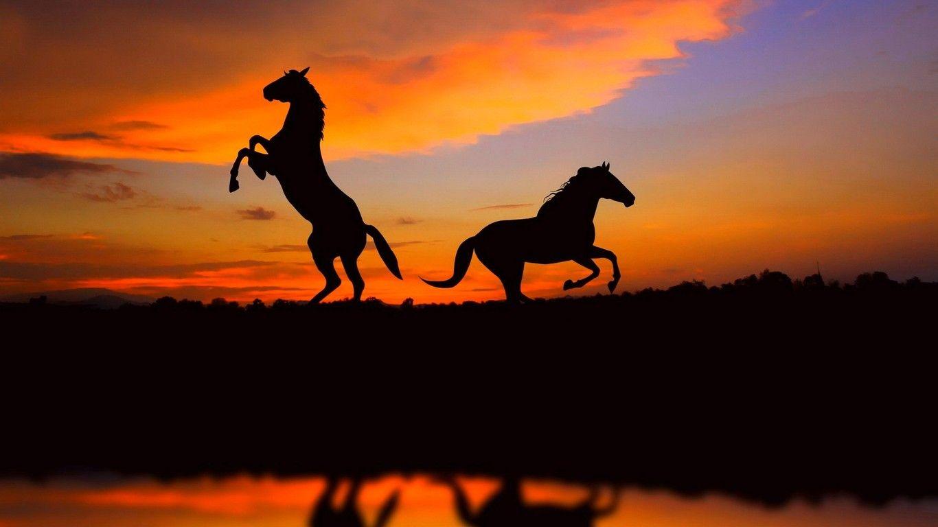 1366x768 Iceland Horses Wallpaperx1200