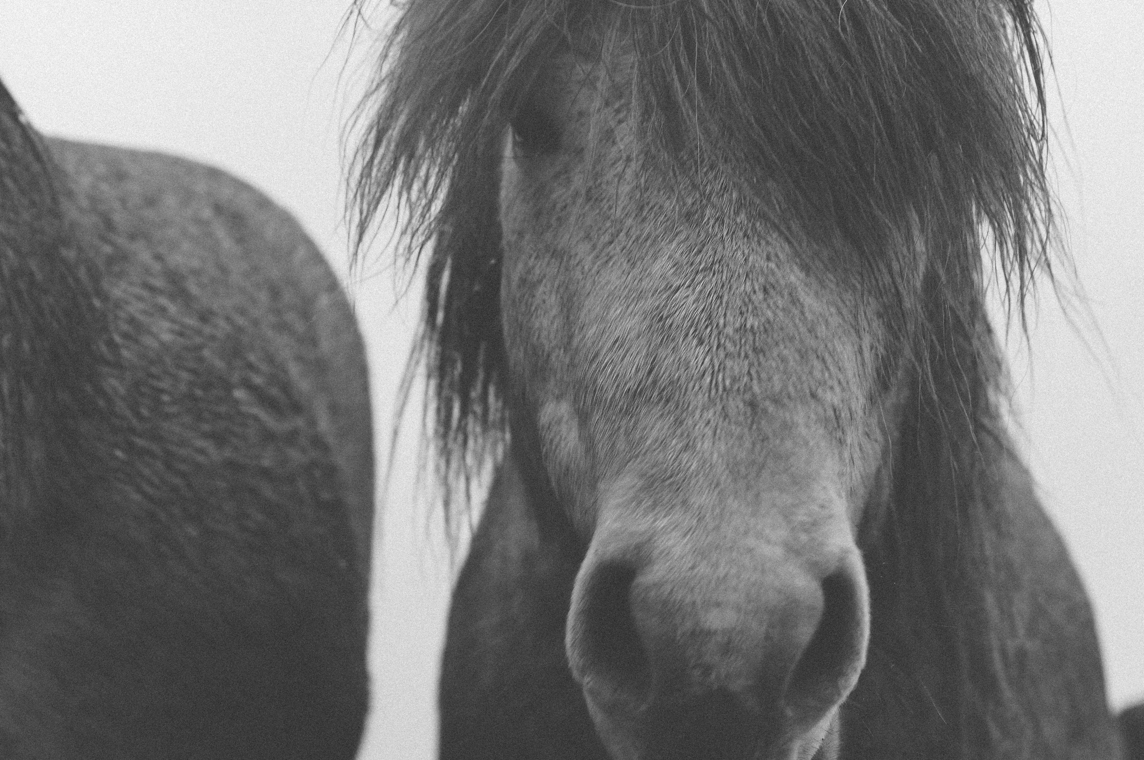 3840x2552 black and white, grey, hairs, horse, horse head