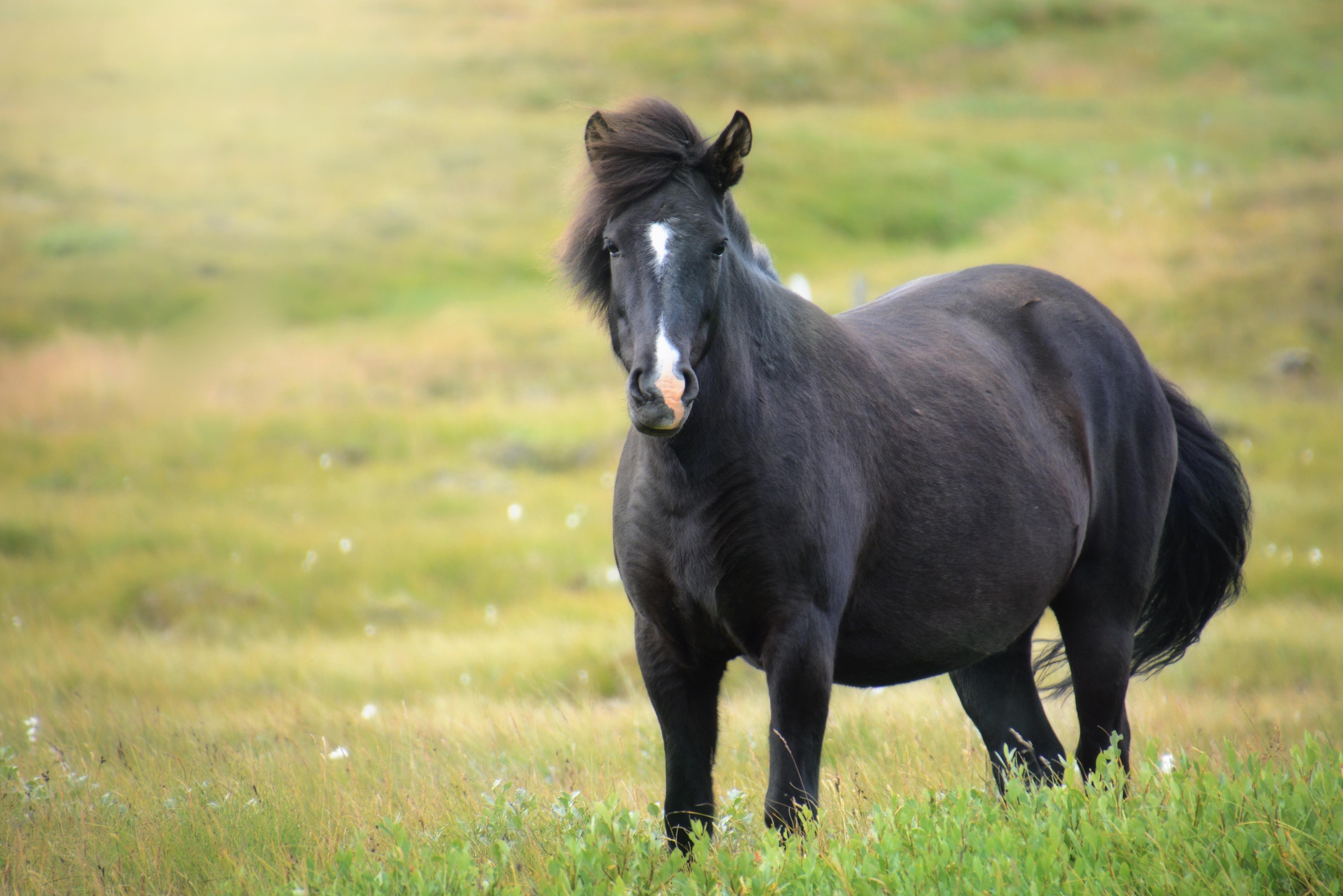 4496x3000 wallpaper iceland horse, mare, field HD : Widescreen : High