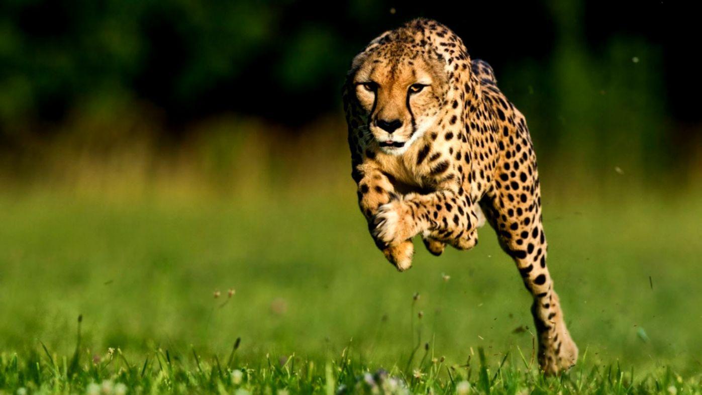 Cheetah HD Wallpapers - Top Free Cheetah HD Backgrounds - WallpaperAccess