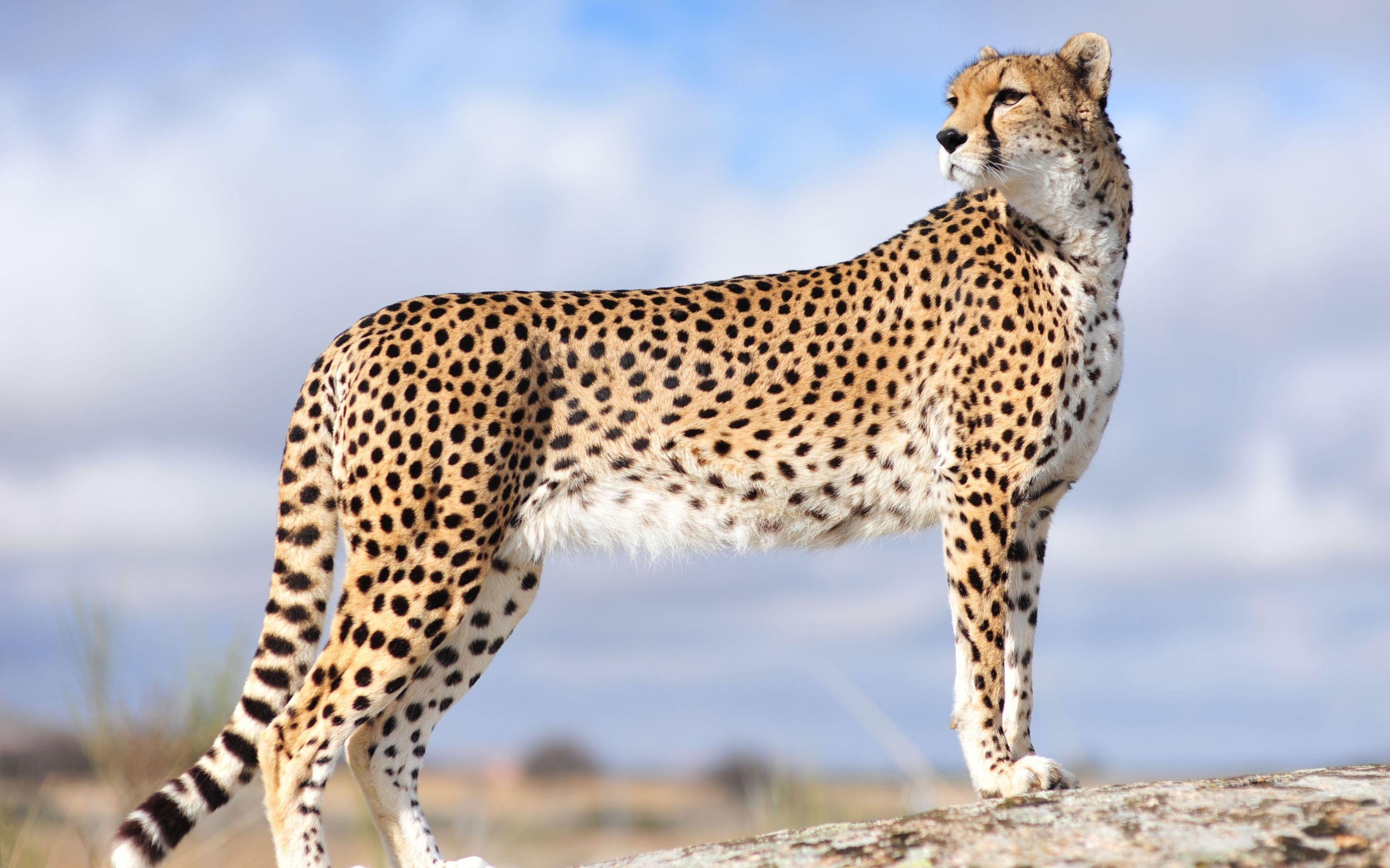 Cheetah HD Wallpapers - Top Free Cheetah HD Backgrounds - WallpaperAccess