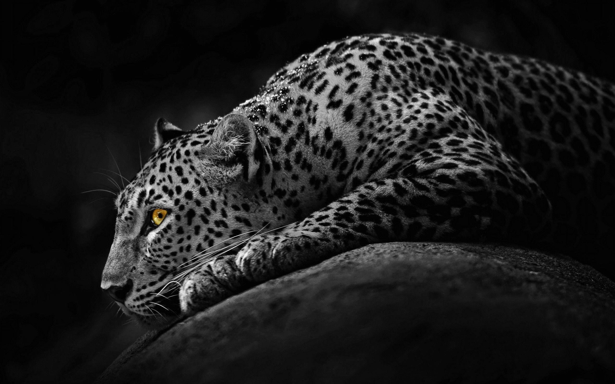 Black Cheetah Wallpapers - Top Free Black Cheetah Backgrounds