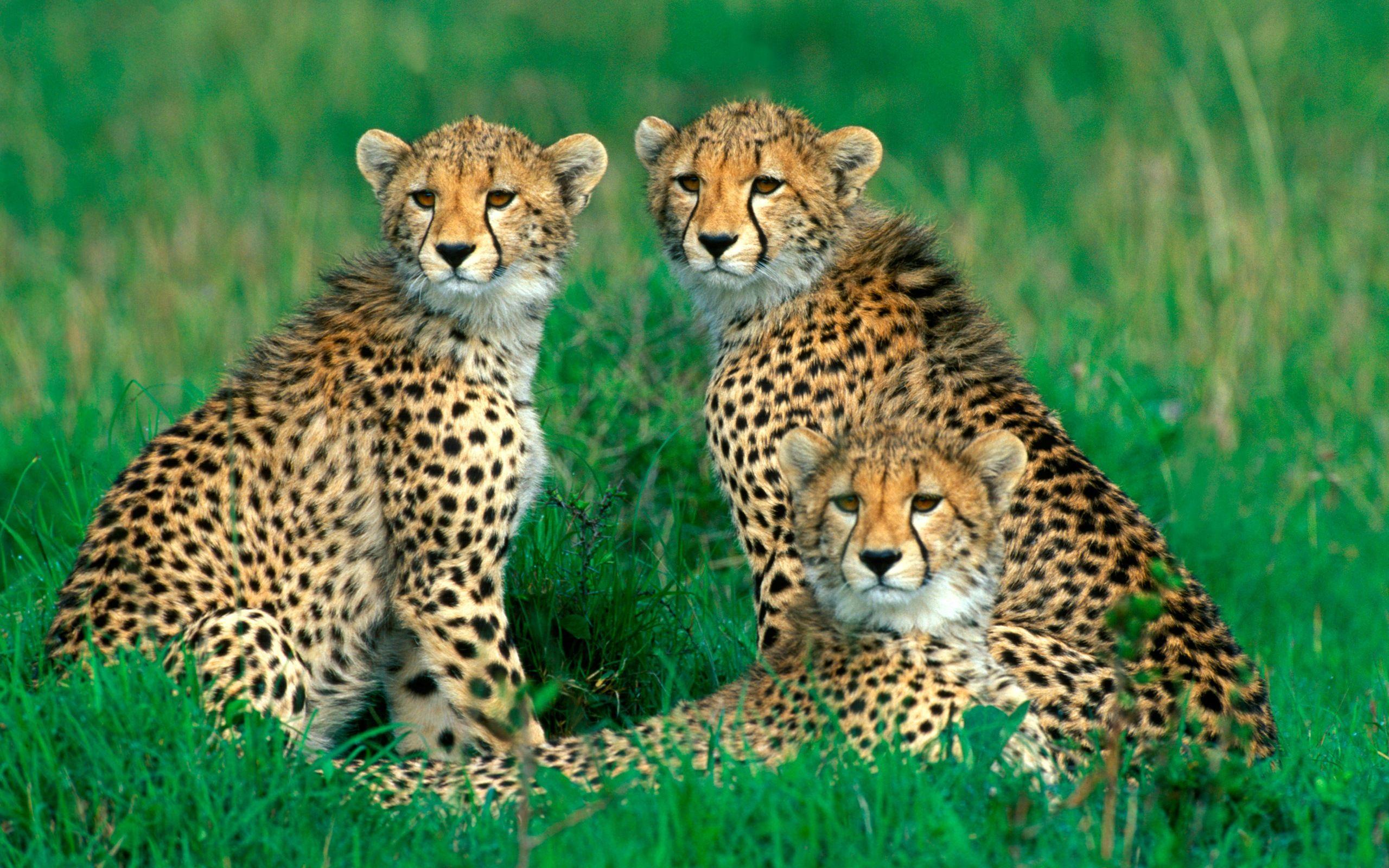 2560x1600 Cheetah HD Wallpaper and Background Image