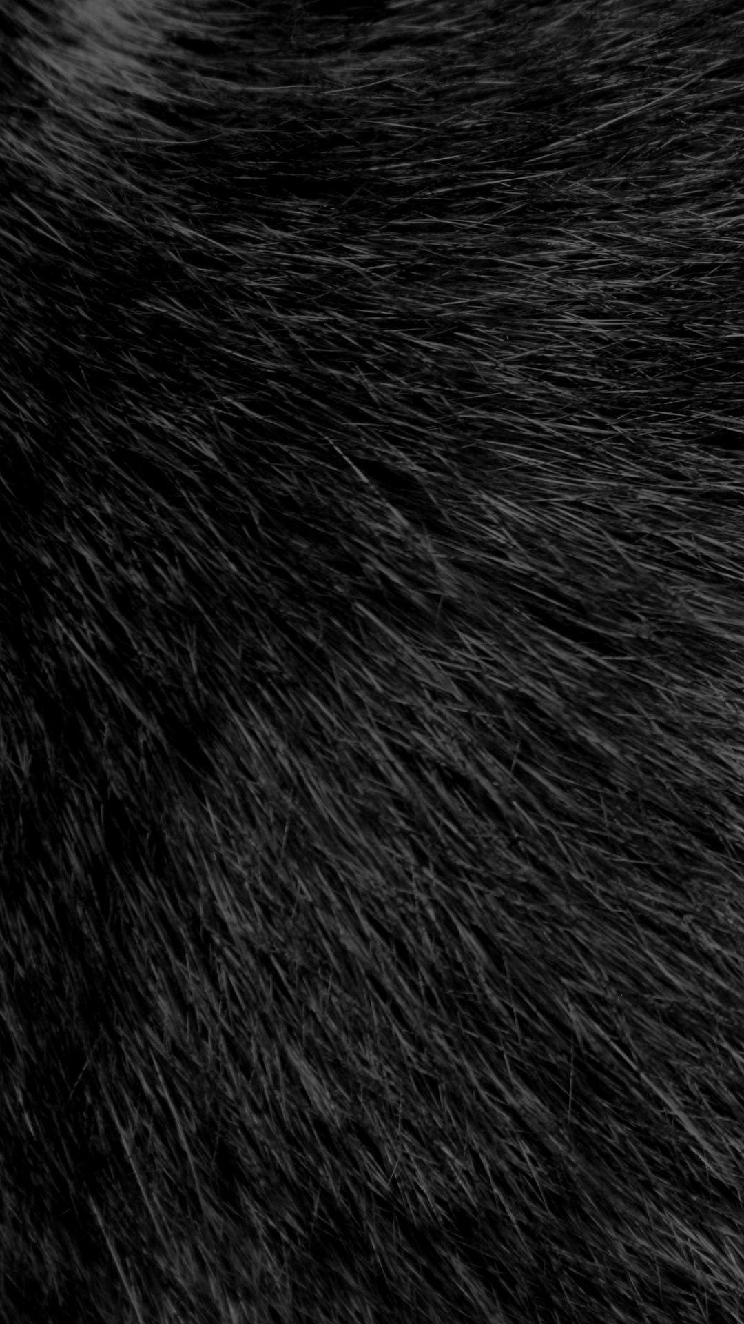 Black Fur Wallpapers - Top Free Black
