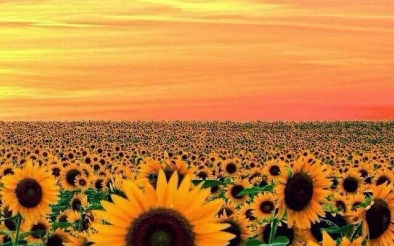 1368x855 Yellow Aesthetic Landscape Wallpaper