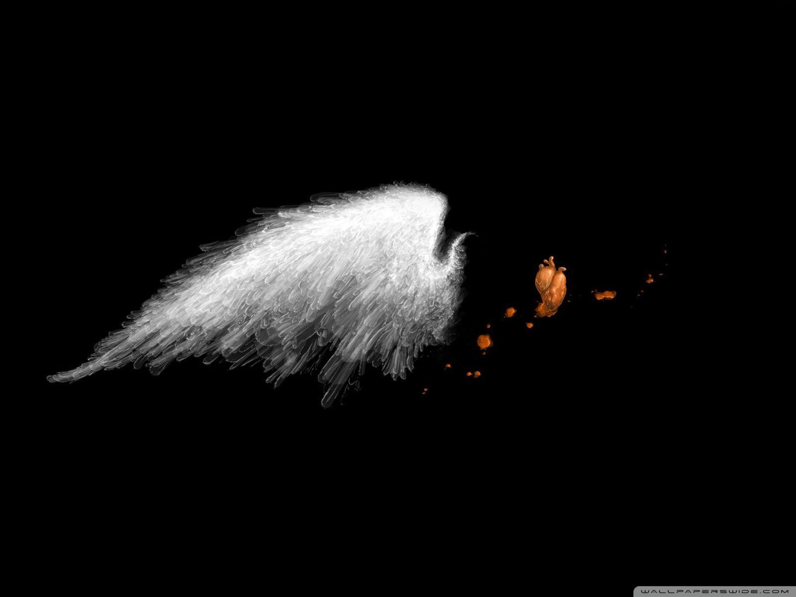 1600x1200 White Wings Ultra HD Desktop Background Wallpaper for 4K UHD TV : Widescreen & UltraWide Desktop & Laptop : Tablet