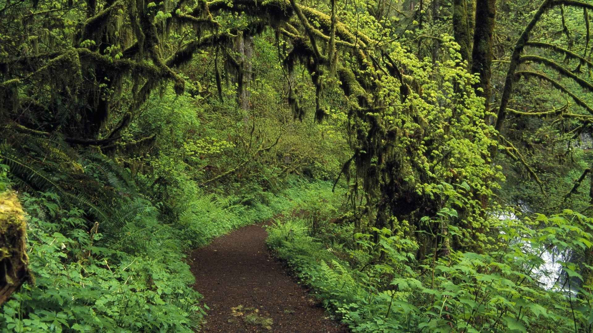 1920x1080 Woods silver falls trail Oregon