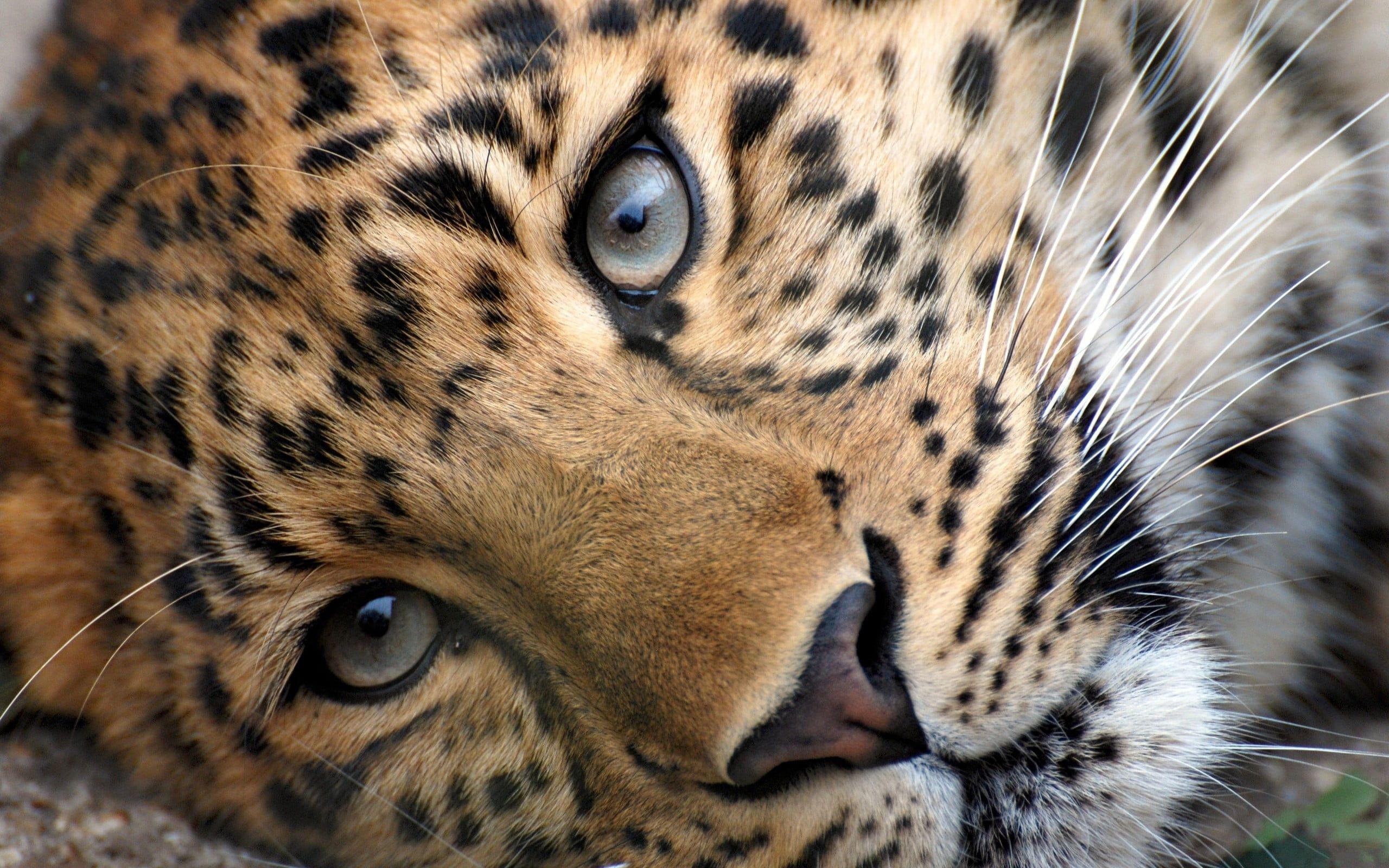 2560x1600 Close Up Photography Of Cheetah HD Wallpaper