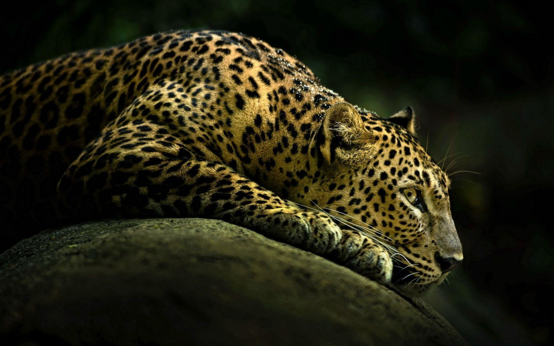 1920x1200 Lazy Cheetah Wallpaper. HD Animals and Birds Wallpaper