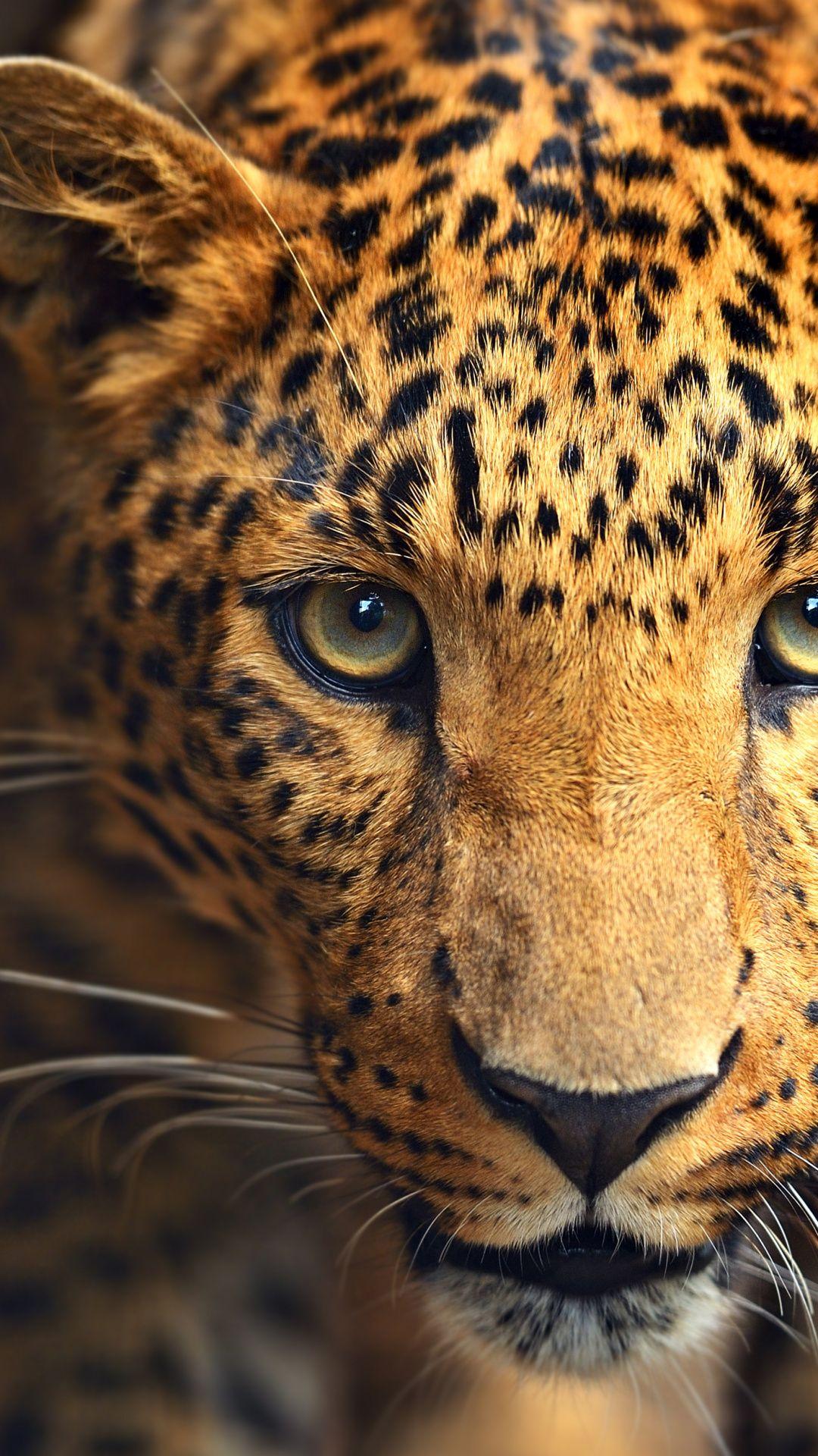 1080x1920 Terrestrial Animal, Jaguar, Television, Leopard, Cheetah