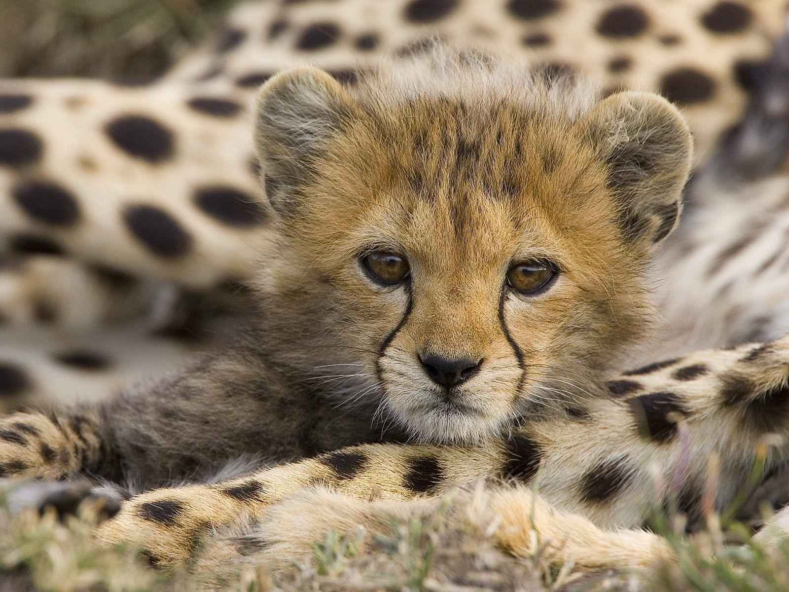 1600x1200 Baby Cheetahs Animals Wallpaper